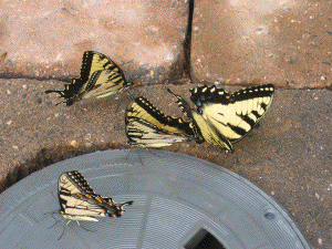 Virginia Butterflies