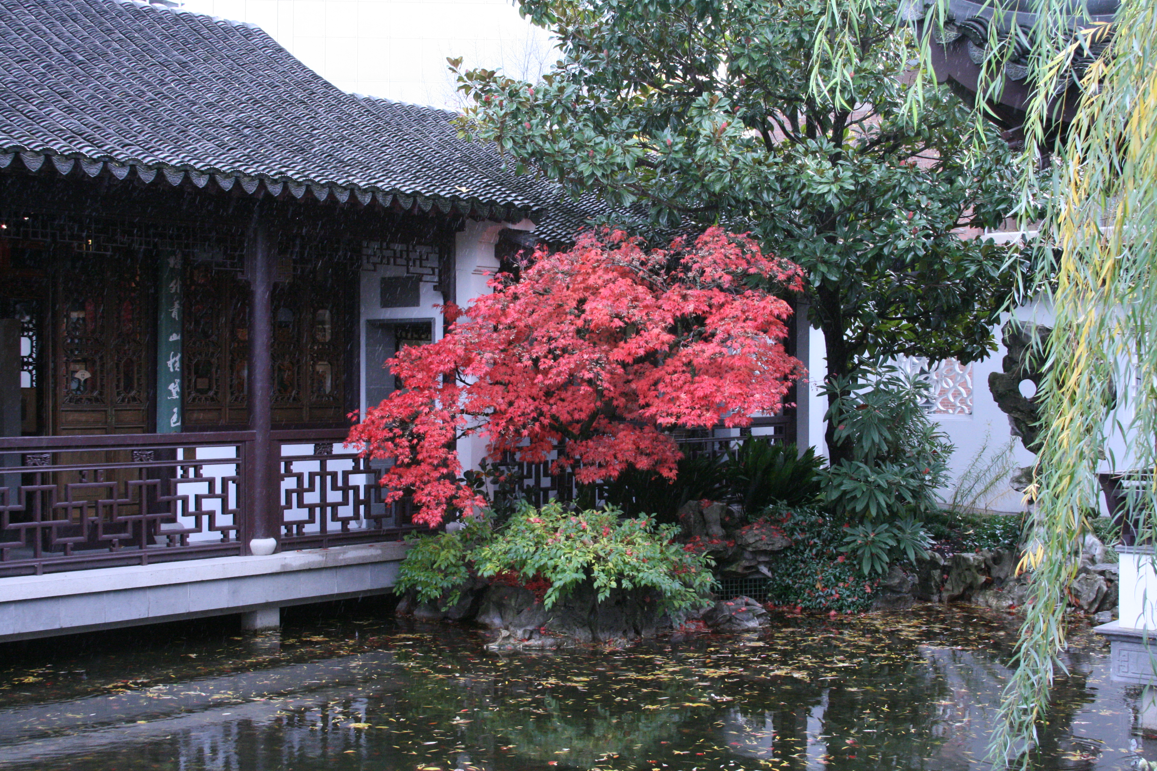 Maple in Chinese Garden in the Rain