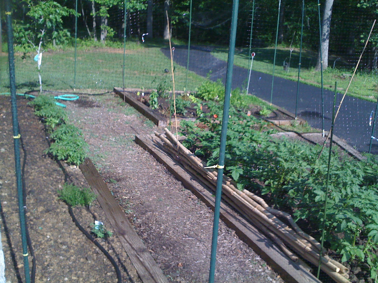 2010 vegetable garden beds