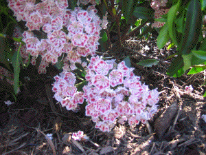 mountain laurel in flower