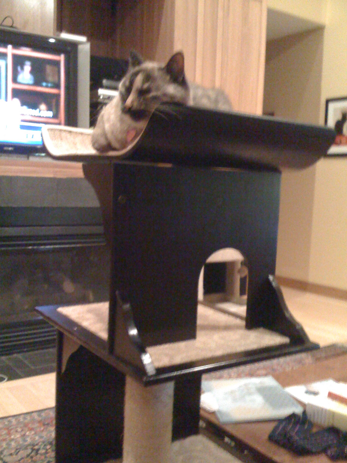 Maia kitty on the new cat tree