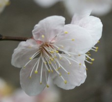earliest Cherry blossom