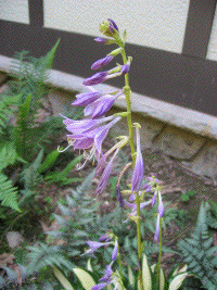 small hosta flowers