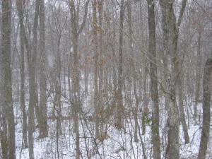 picture of snow falling in woods