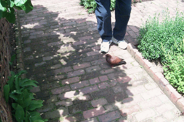 FatPidgeon