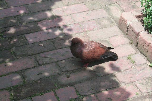 FatPidgeon2