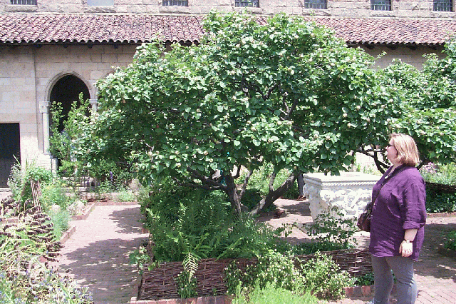 QuinceTree1