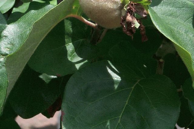 QuinceTree2
